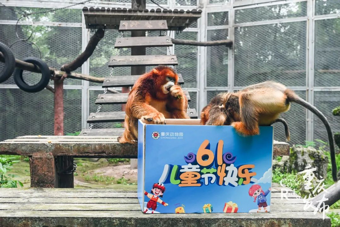 金丝猴正在打开“六一”节日盲盒。邹乐 摄