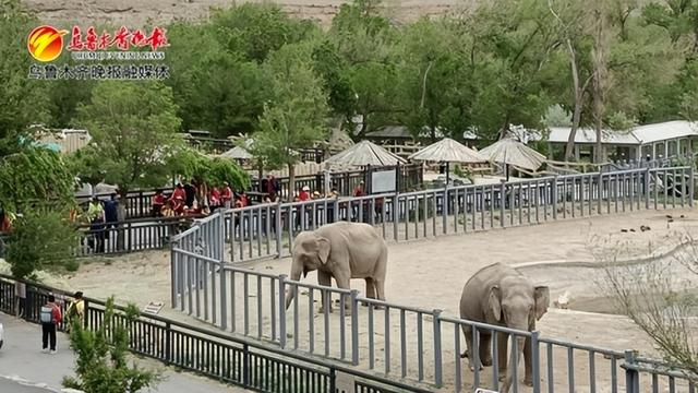 近日，在新疆天山野生动物园，大象正在室外活动。记者郭军鸽摄