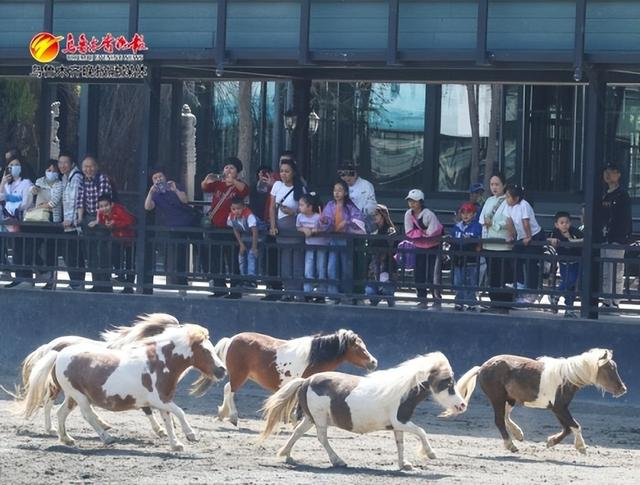 在新疆古生态园，小朋友们在观看来自英国的设特兰小矮马表演。资料图片