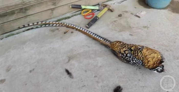 ▲死亡的一级保护动物白冠长尾雉。图片来源/何女士社交媒体