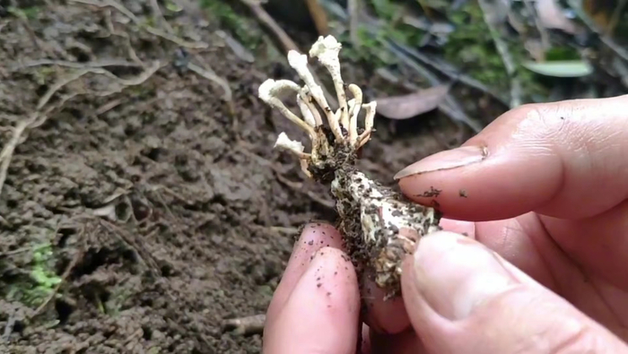 深山意外发现珍稀植物金蝉花40岁第一次见据说卖到4万元一斤