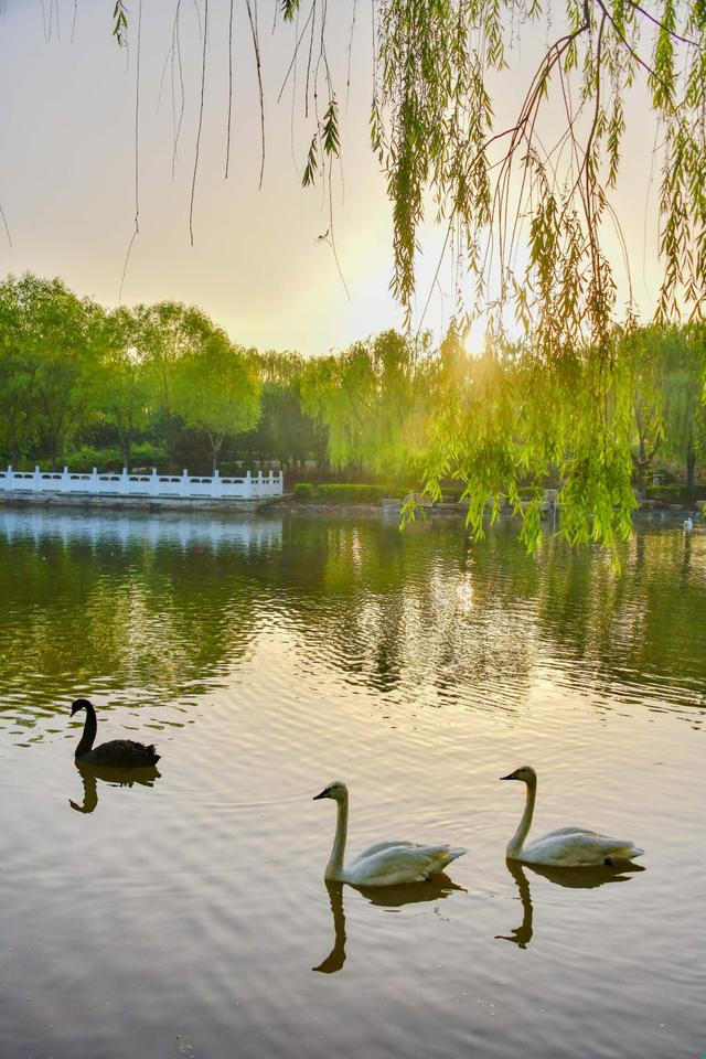 河北广平:天鹅湖上霞光美|天鹅湖|霞光|广平县_新浪新闻