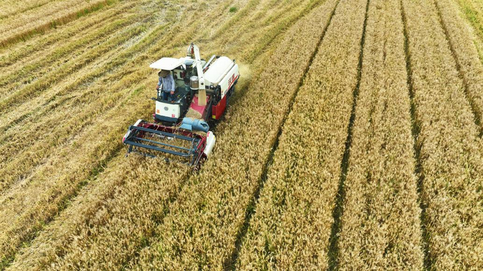 2023年5月30日，安徽马鞍山，一台收割机来回穿梭，当地农民正抢抓农时收割小麦。视觉中国 图