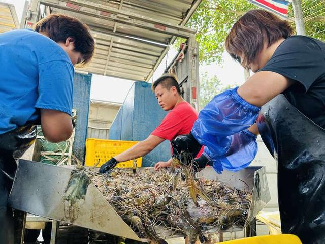 虾农正在筛选刚打捞上来的罗氏沼虾。中青报·中青网记者林洁/摄