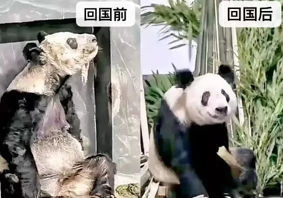 旅美大熊猫“丫丫”已回北京老家,北京动物园“全家福”更新了!