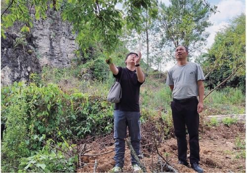 　　刘硕（左）带领资源考察小队在贵州省黔南州考察野生九阡李自然群体。　受访者供图