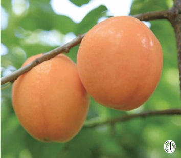 　　④“国之鲜”杏　资料图