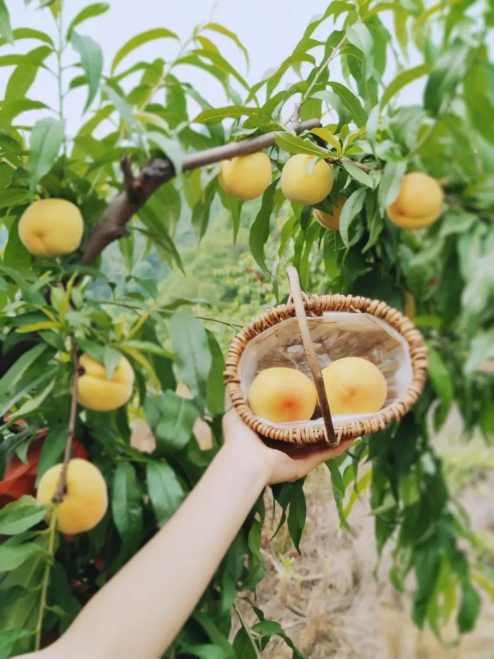 来源：大渡口发布