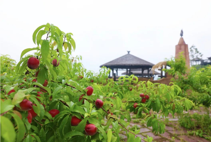 来源：渝北发布