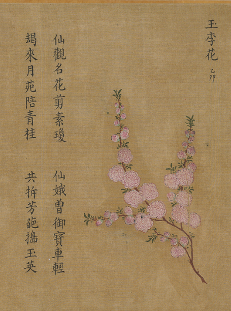 △玉李花