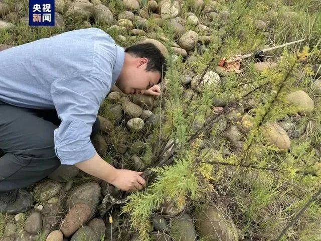 三峡库区拍到极濒危物种疏花水柏枝，叶针呈椭圆状，不怕洪水淹|花水|柏枝|叶针_新浪新闻