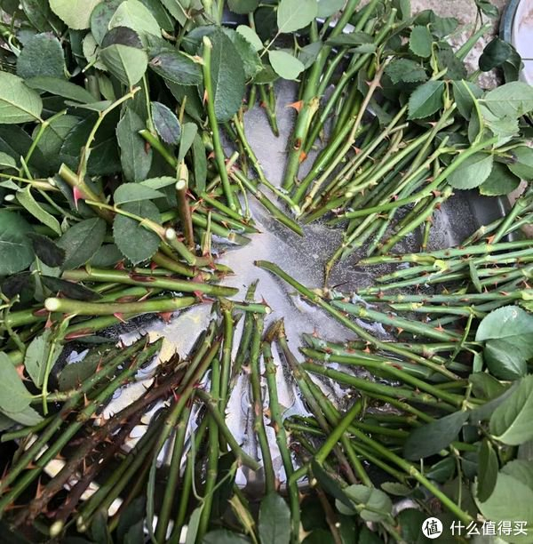 气温越高，“4种花”越容易扦插，不需要技术，生根没难度