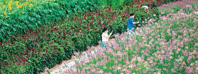 游客在河北省滦平县热河中药花海小镇展示园休闲游玩。新华社记者 骆学峰摄