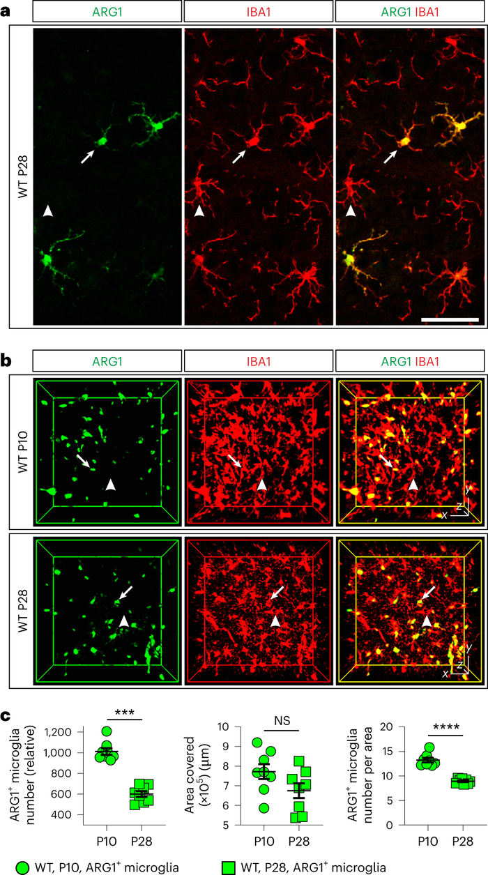 nat neurosci:最新研究报道一类特殊的小胶质细胞,可调节小鼠大脑的