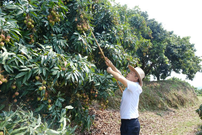 　　广州市增城区荔湖街太平村内，果农在采摘荔枝。新华社记者胡梦雪 摄