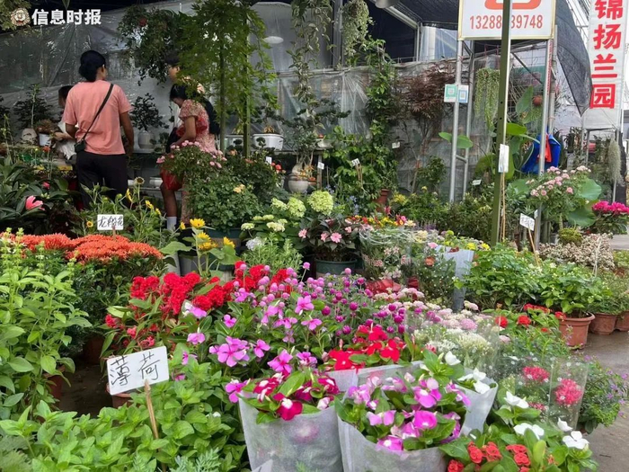 芳村花鸟虫鱼市场。信息时报记者 李馨 摄