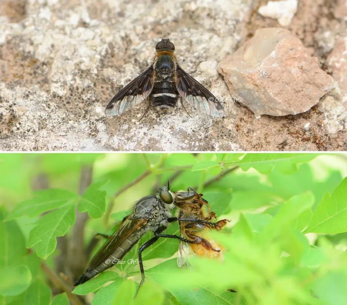 会叮咬人的只是虻科的物种,而对于可能引起混淆的其他"虻"类昆虫,则对