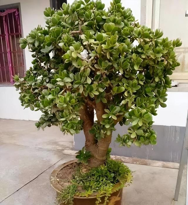 6种"喜庆花",养家中,带来财气福气好运气,全家人都很喜欢