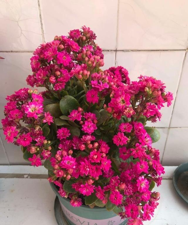 6种"喜庆花",养家中,带来财气福气好运气,全家人都很喜欢