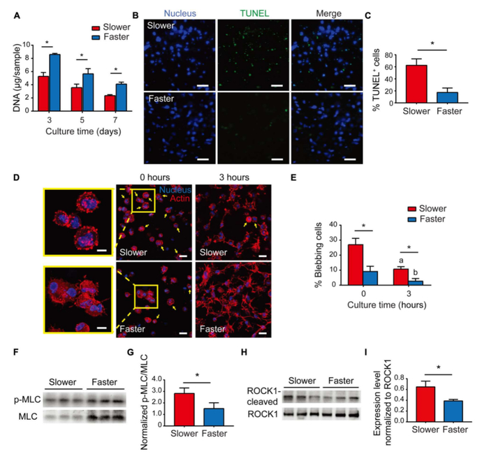 图丨基质粘弹性通过调节 ROCK 依赖性细胞凋亡来调节细胞存活（来源：Science Advances）