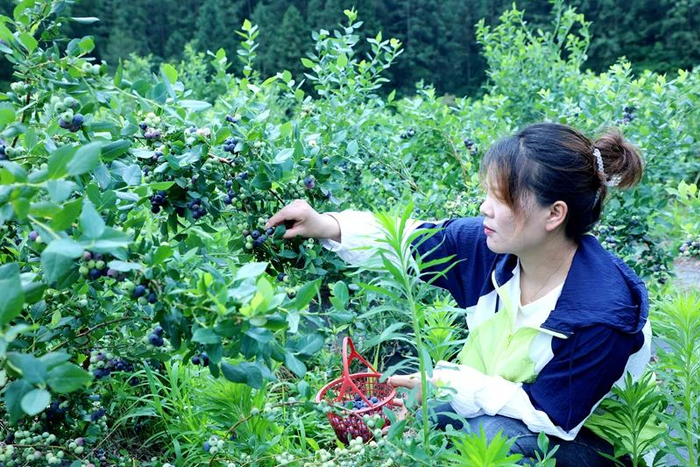 岳西这里的蓝莓熟了~|蓝莓|店前镇|后河_新浪新闻