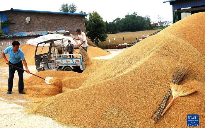 ▲5月29日，在河南省内乡县大桥乡程岗村的小麦收购点，农民出售刚刚收成的小麦。图/新华社