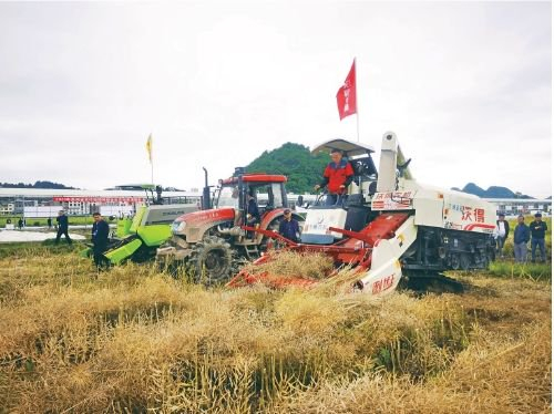 　　图为贵州省长顺县油菜机械化收割现场。