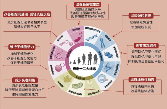干细胞治疗：未来的医疗曙光