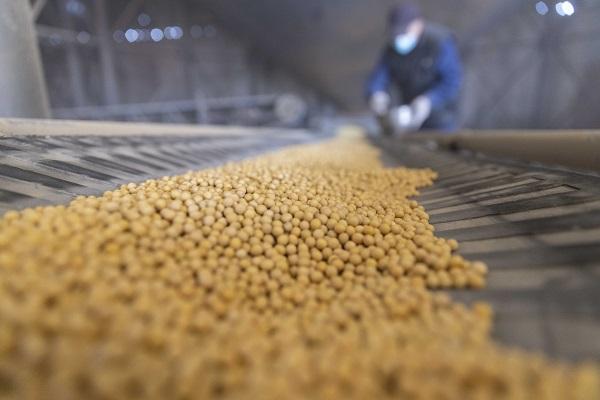 在绥化市益盛食粮购销有限公司内,试验员对大豆进行立地抽样检测。新华社图