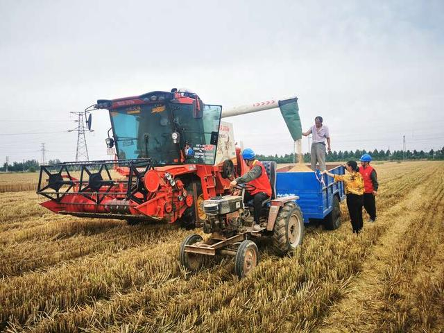 河南鹤壁，电力公司青年帮助村民抢收小麦。周峰/摄