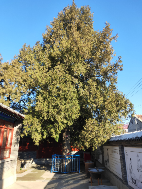 拥有630年历史的贤王庄村古柏