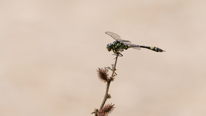       （大团扇春蜓）     