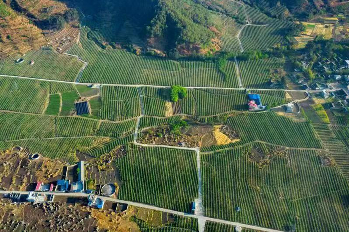 元升农业油橄榄种植基地。受访者供图