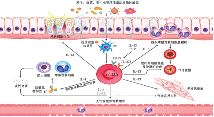 哮喘肺ct能检查出来吗