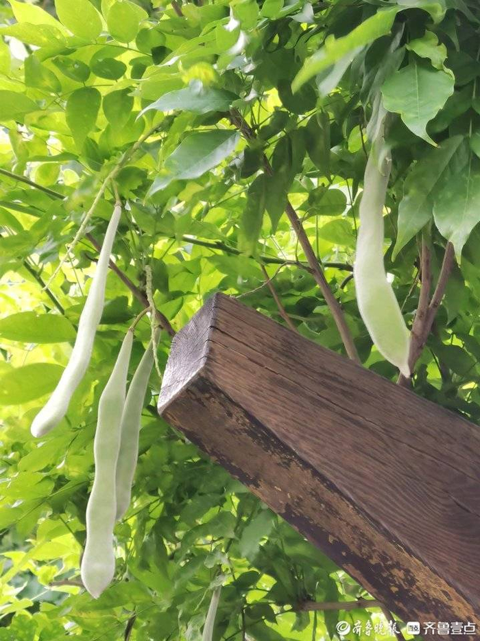 紫藤架上结豆荚