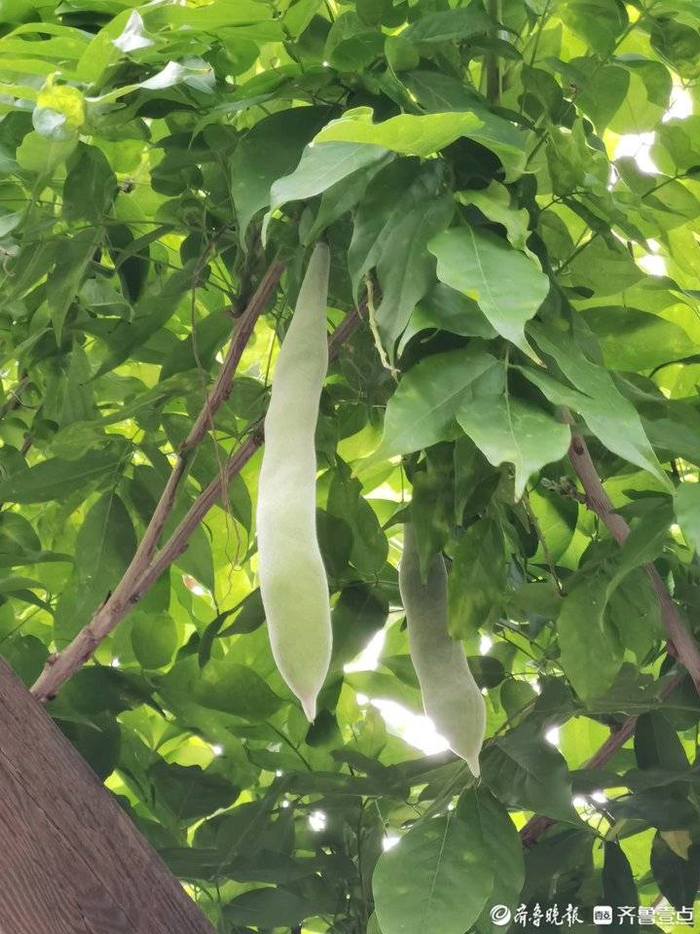 紫藤豆荚中毒性来自"豆角碱",生食很容易中毒,严重时会引起休克,伤及