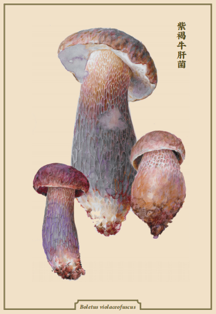 紫褐牛肝菌（《菌中毒》插图）。