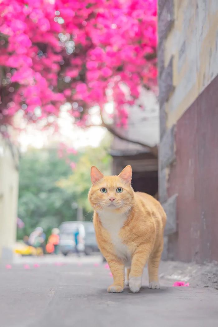 花果山大橘图片