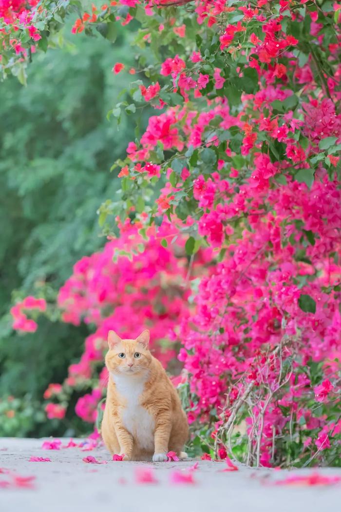 花果山大橘图片