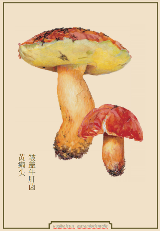 皱盖牛肝菌黄癞头（《菌中毒》插图）。