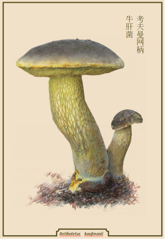 考夫曼网柄牛肝菌（《菌中毒》插图）。