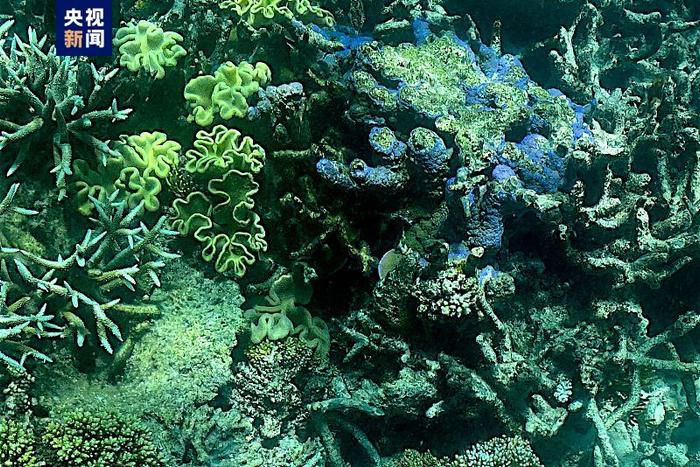 △去年3月7日，澳大利亚大堡礁珊瑚情况。澳官方17日表示，澳大利亚珊瑚遭遇“广泛”白化。