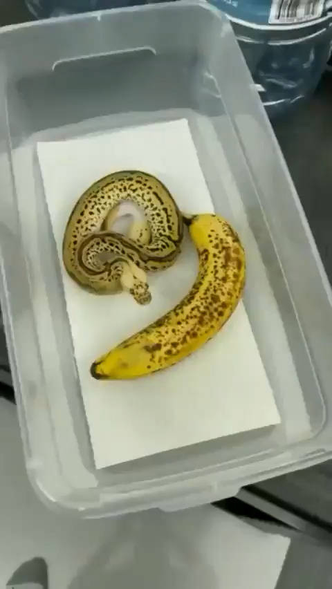 跟香蕉放在一起的香蕉球蟒