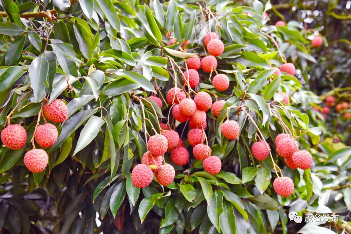 树上挂满桂味荔枝。