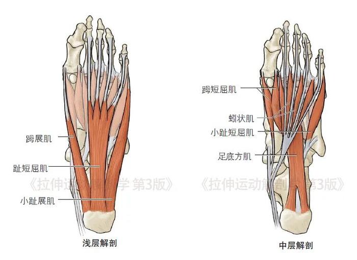 足部肌肉图解大全图片