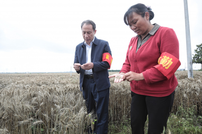 　6月5日，舒庄乡党委书记刘建锋（左）和杜店村村书记郭华一起查看麦地。新京报记者 王嘉宁 摄