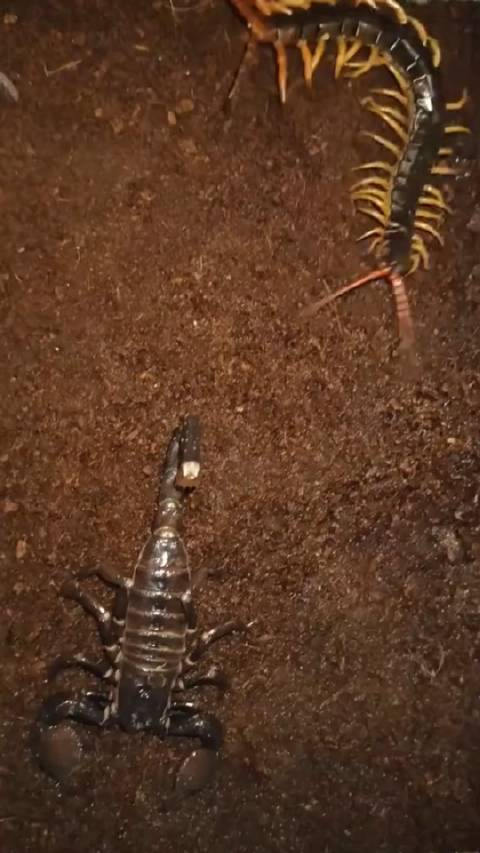 蝎子大战蜈蚣