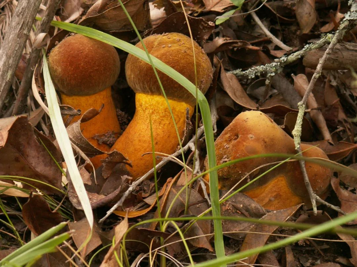 南华县委宣传部供图