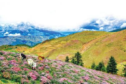 春末夏初，凉山大地到处是索玛花园。