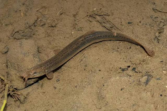 农村慢慢消失不见的8种野生动物,谁抢占了它们的空间,值得深思